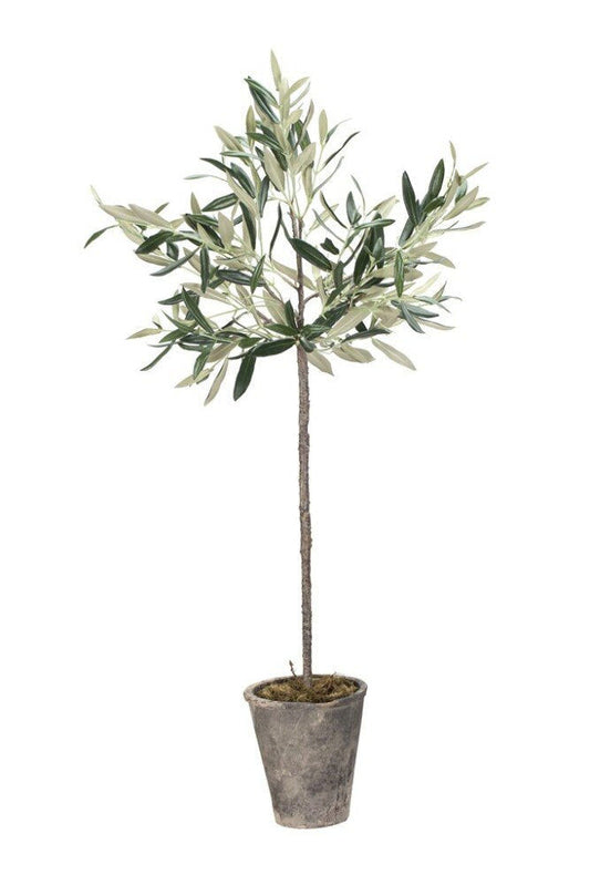 Oliventræ Flora  73 cm.